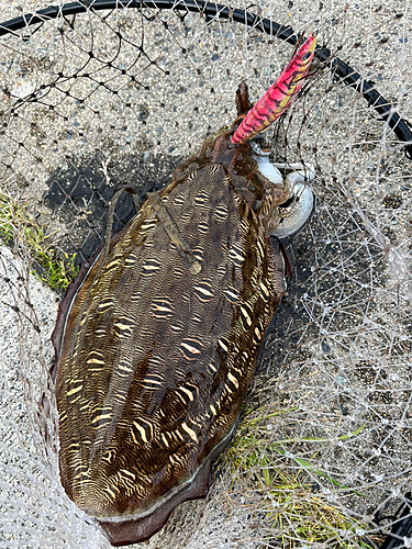 モンゴウイカの釣果