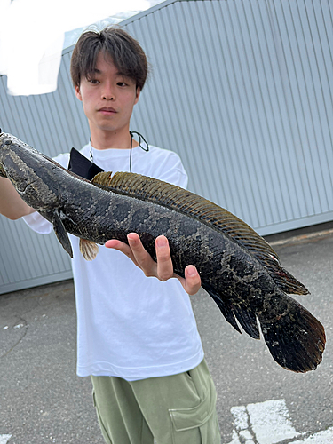 スネークヘッドの釣果