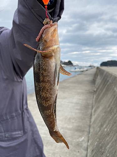 アイナメの釣果