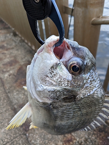 キビレの釣果