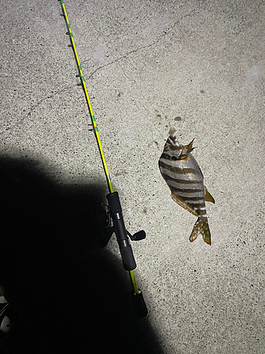 タカノハダイの釣果