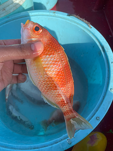 タマガシラの釣果