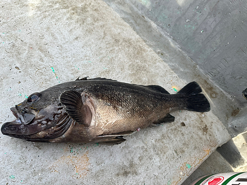 クロソイの釣果