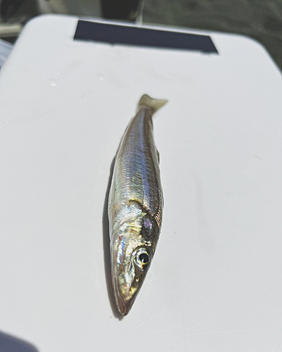 シロギスの釣果