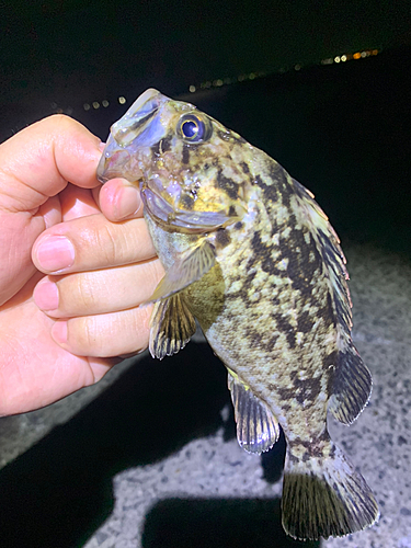 クロソイの釣果