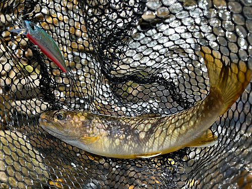 ヤマメの釣果