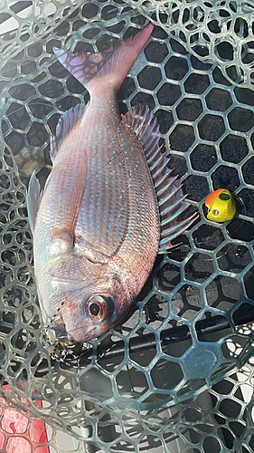 タイの釣果