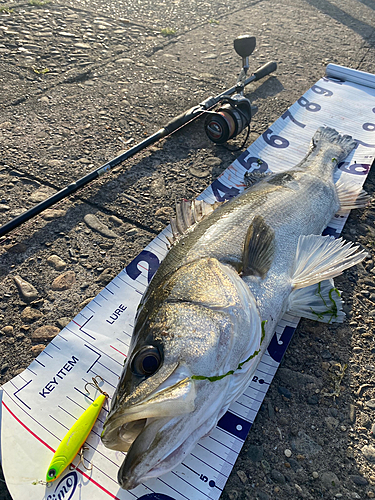 シーバスの釣果