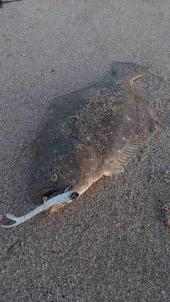 ヒラメの釣果