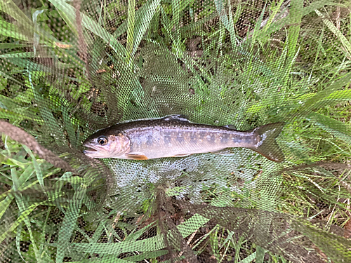 イワナの釣果