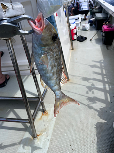 ホオアカクチビの釣果