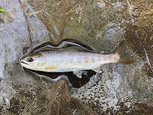 ヤマメの釣果