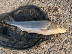 マルタウグイの釣果