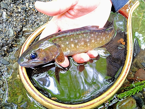 イワナの釣果