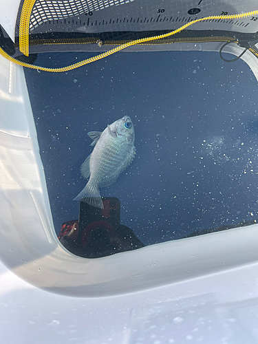 クチブトグレの釣果