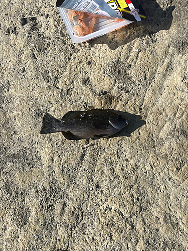 クチブトグレの釣果