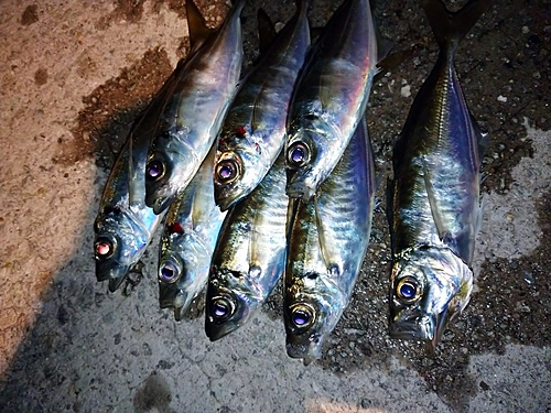 アジの釣果