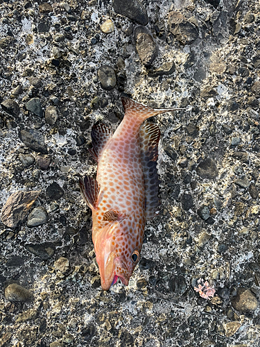 オオモンハタの釣果