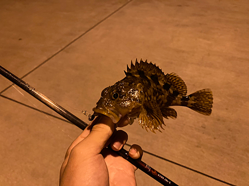 ガシラの釣果