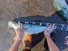 ハマチの釣果