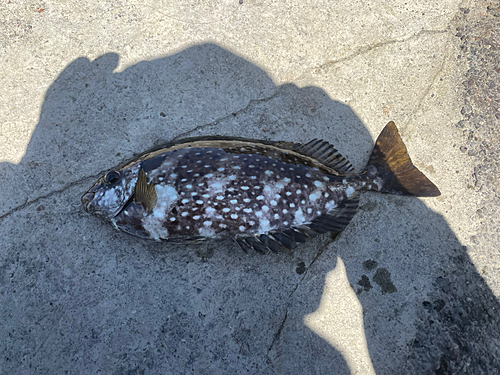 アイゴの釣果