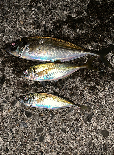 アジの釣果