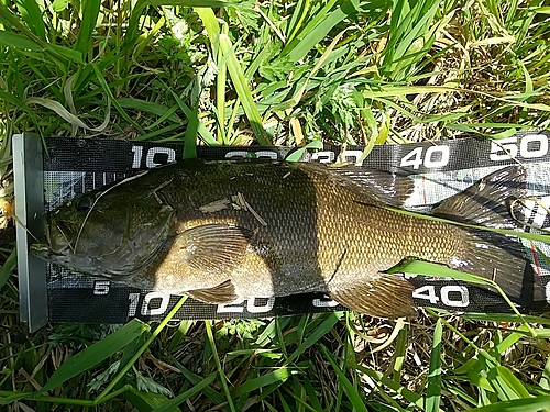 スモールマウスバスの釣果