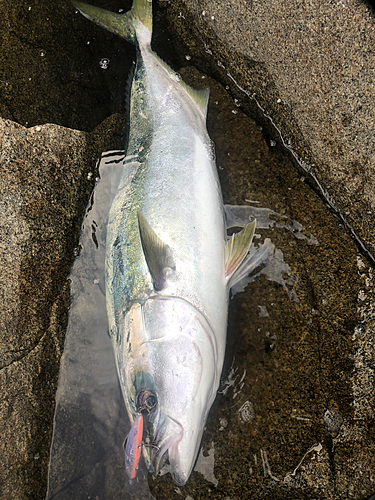 ヤズの釣果