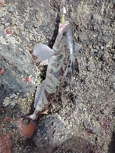 ホッケの釣果