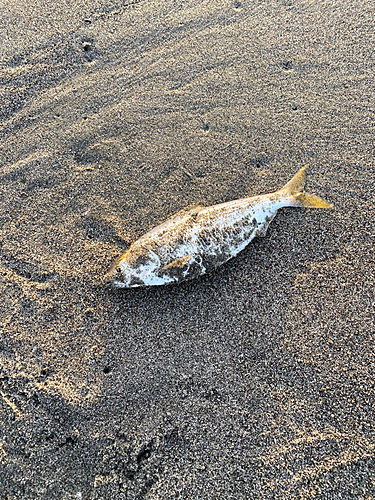 コノシロの釣果