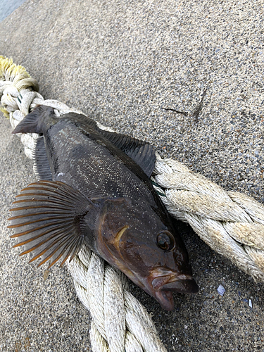 釣果