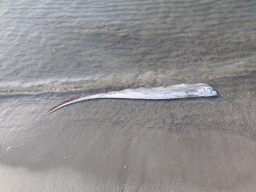 リュウグウノツカイの釣果