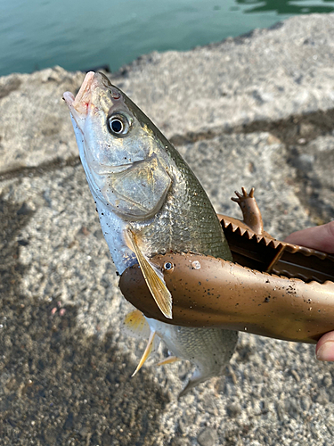 ウグイの釣果