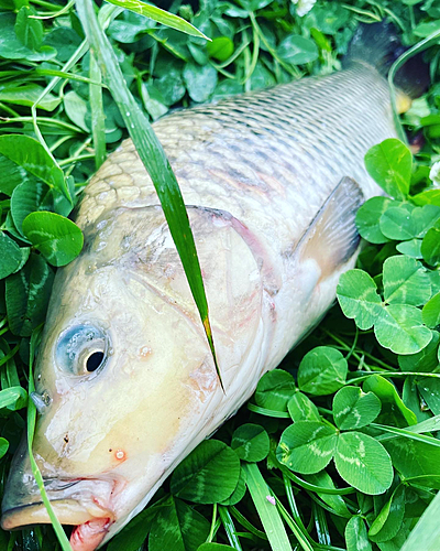 コイの釣果