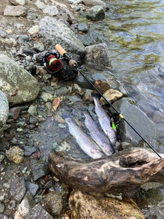 ニジマスの釣果