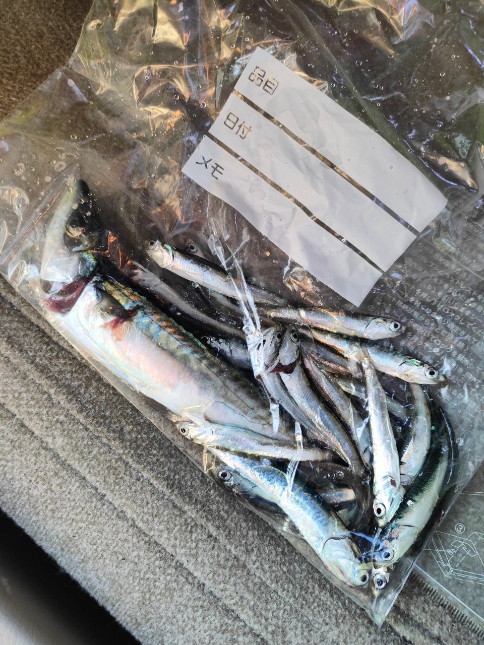 カタクチイワシ