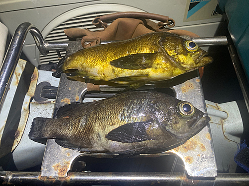 シロメバルの釣果