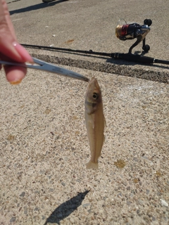 キスの釣果