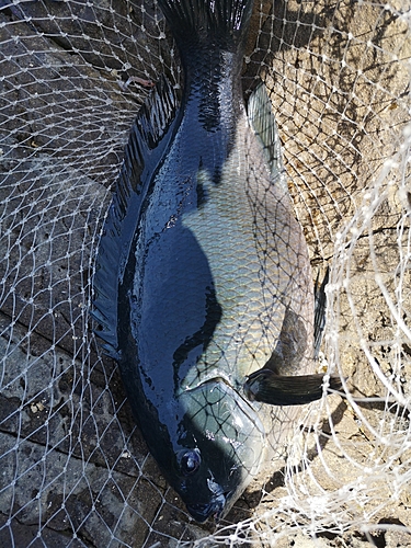 クチブトグレの釣果