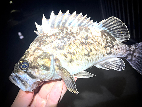 クロソイの釣果