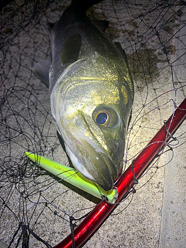 シーバスの釣果