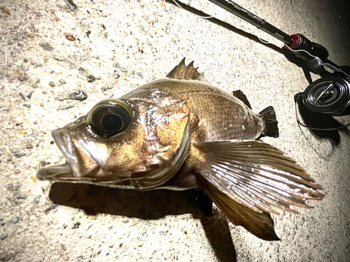 メバルの釣果