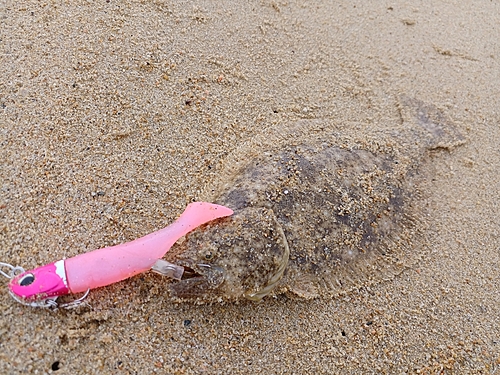 ソゲの釣果