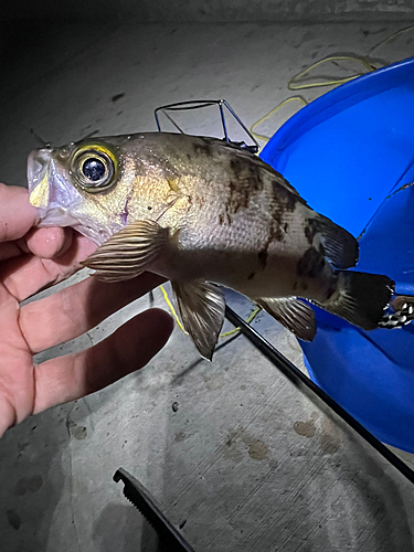 メバルの釣果