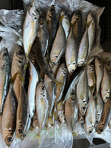 アジの釣果