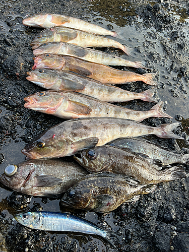 ホッケの釣果