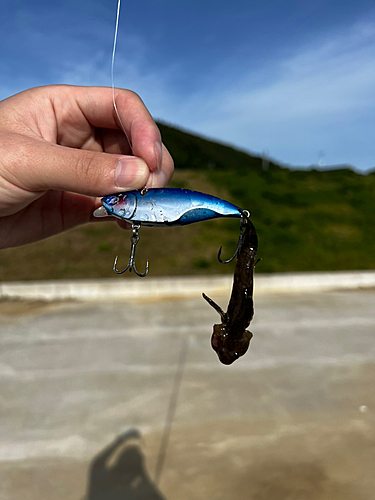 ハゼの釣果