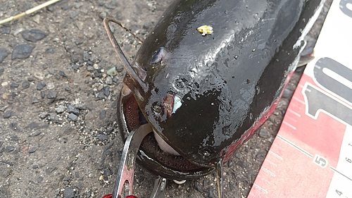 ニホンナマズの釣果