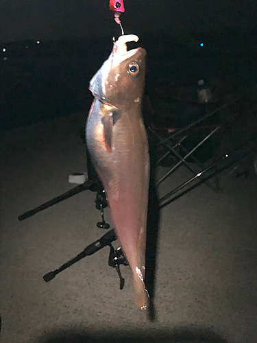 ドンコの釣果