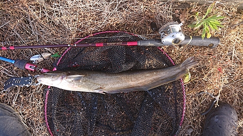 ナマズの釣果